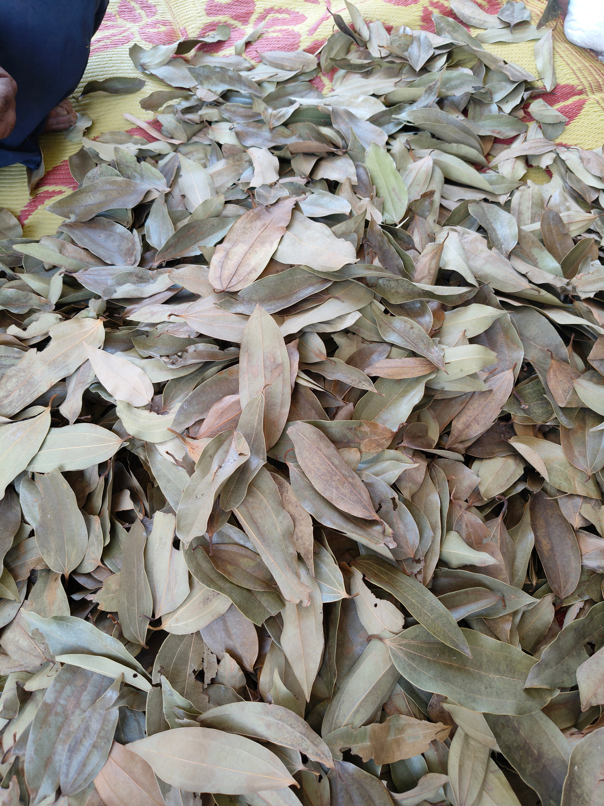 Cinnamon Cassia Bay leaves